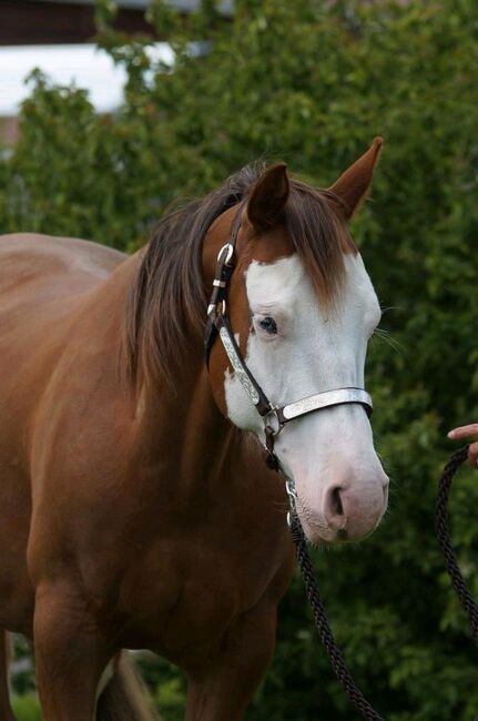 Top Quarter Horse Stutfohlen in mega Optik, Kerstin Rehbehn (Pferdemarketing Ost), Horses For Sale, Nienburg, Image 7