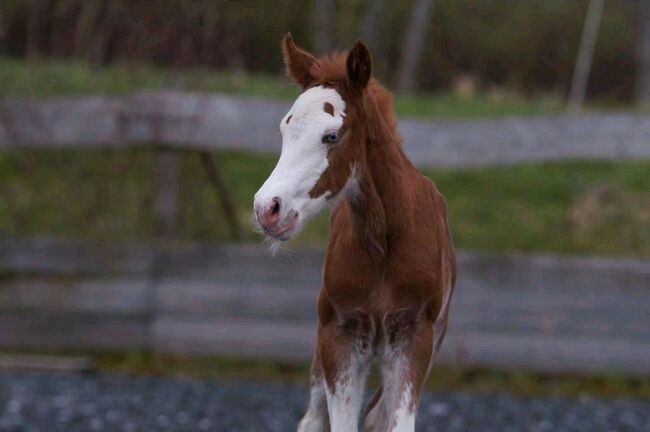 Top Quarter Horse Stutfohlen in mega Optik, Kerstin Rehbehn (Pferdemarketing Ost), Horses For Sale, Nienburg, Image 2