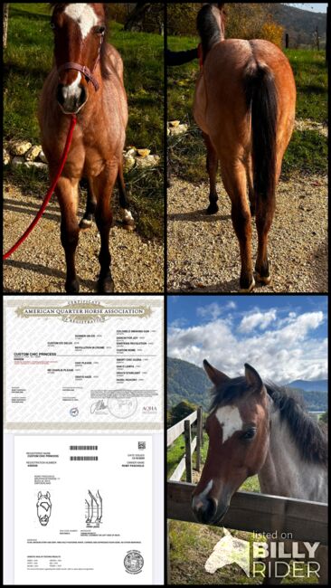 Top Quarter Horse Jährling, Stute in Sonderlackierung, Romy Paschold, Horses For Sale, Buch am Irchel , Image 5