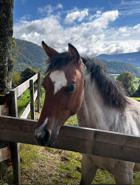 Top Quarter Horse Jährling, Stute in Sonderlackierung, Romy Paschold, Horses For Sale, Buch am Irchel , Image 2