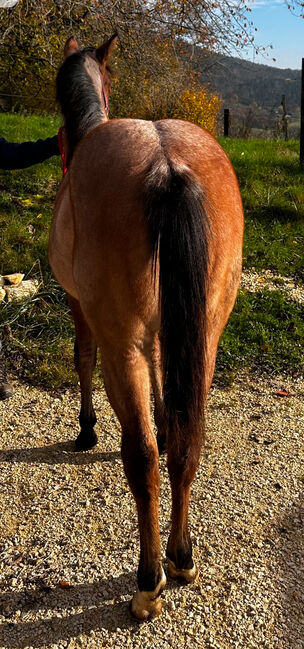 Top Quarter Horse Jährling, Stute in Sonderlackierung, Romy Paschold, Konie na sprzedaż, Buch am Irchel , Image 3