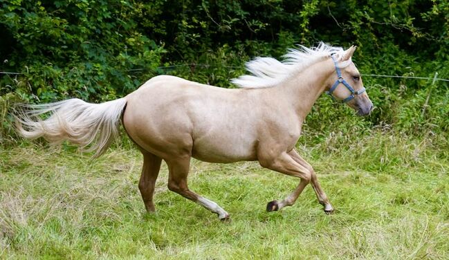 Top Quarter Horse Hengst von Sharp Dressed Shiner, Kerstin Rehbehn (Pferdemarketing Ost), Horses For Sale, Nienburg
