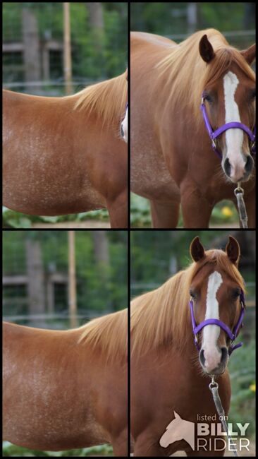 Top Quarterhorse, Quarter Horse Stute, Silvi, Horses For Sale, Nördlingen , Image 9