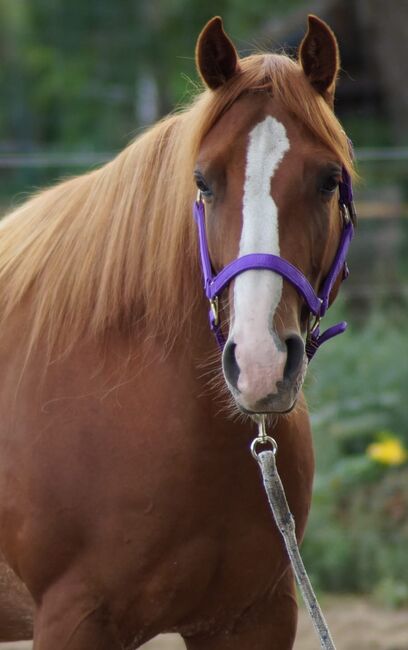 Top Quarterhorse, Quarter Horse Stute, Silvi, Horses For Sale, Nördlingen , Image 4