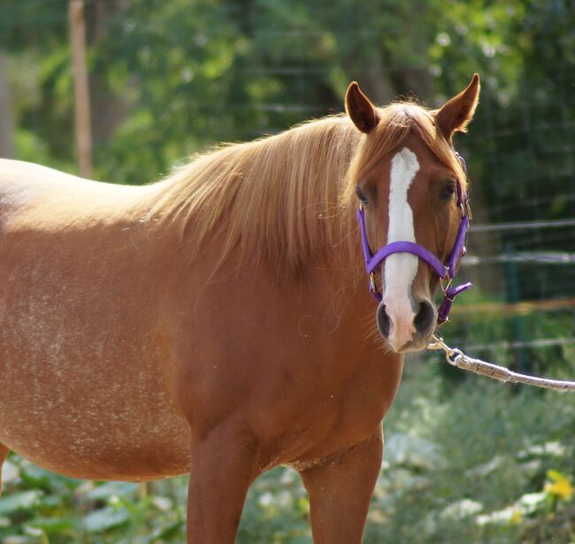 Top Quarterhorse, Quarter Horse Stute, Silvi, Horses For Sale, Nördlingen , Image 3