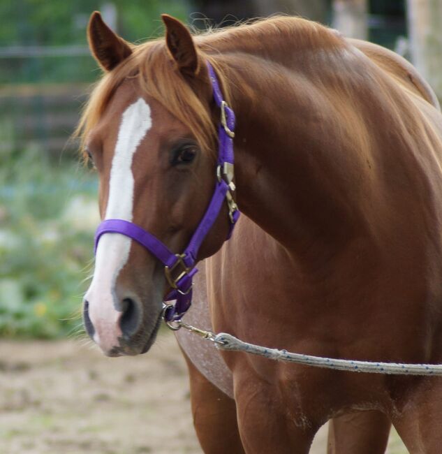 Top Quarterhorse, Quarter Horse Stute, Silvi, Horses For Sale, Nördlingen , Image 7