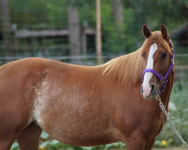 Top Quarterhorse, Quarter Horse Stute, Silvi, Pferd kaufen, Nördlingen , Abbildung 5
