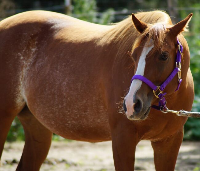 Top Quarterhorse, Quarter Horse Stute, Silvi, Pferd kaufen, Nördlingen , Abbildung 8