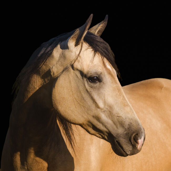 top Reining Prospekt, Kerstin Rehbehn (Pferdemarketing Ost), Pferd kaufen, Nienburg, Abbildung 2