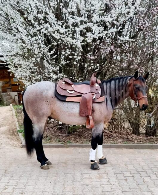 top Reining/Ranch Riding Prospekt ready to show, Kerstin Rehbehn (Pferdemarketing Ost), Horses For Sale, Nienburg, Image 5