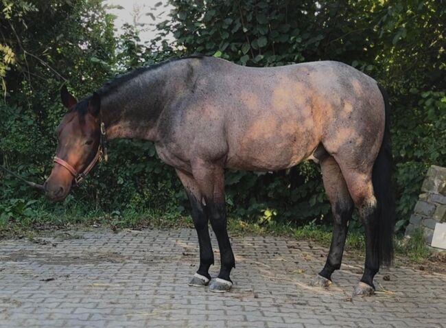 top Reining/Ranch Riding Prospekt ready to show, Kerstin Rehbehn (Pferdemarketing Ost), Horses For Sale, Nienburg, Image 8