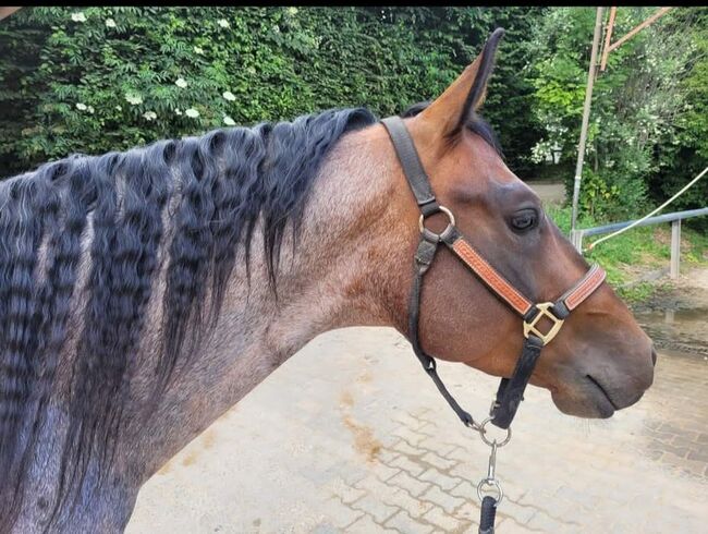 top Reining/Ranch Riding Prospekt ready to show, Kerstin Rehbehn (Pferdemarketing Ost), Horses For Sale, Nienburg, Image 3