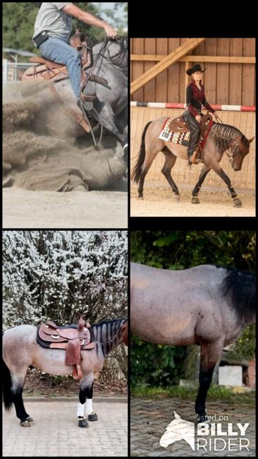 top Reining/Ranch Riding Prospekt ready to show, Kerstin Rehbehn (Pferdemarketing Ost), Pferd kaufen, Nienburg, Abbildung 9