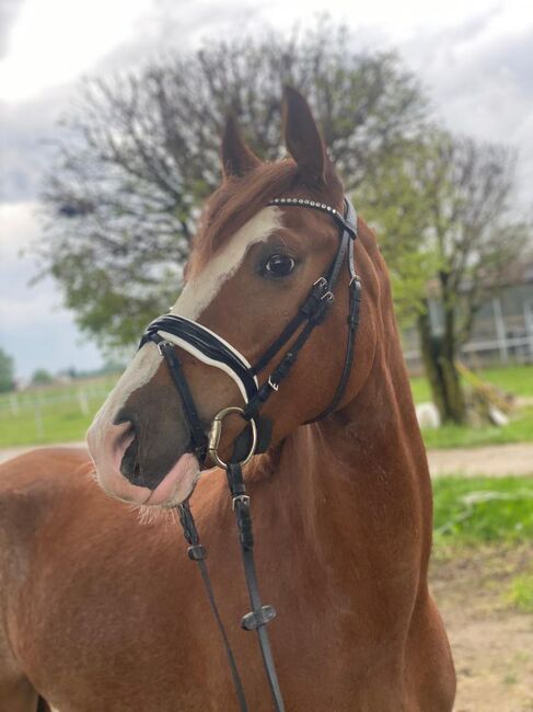 Spitzen Reitpony abstammend von FS Numero Uno x Rendezvous, Pferdevermittlung Leus (Pferdevermittlung Leus ), Horses For Sale, Neustadt, Image 4