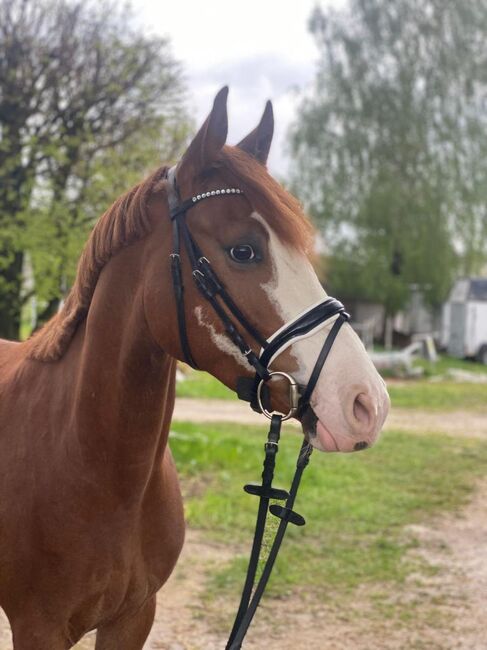 Spitzen Reitpony abstammend von FS Numero Uno x Rendezvous, Pferdevermittlung Leus (Pferdevermittlung Leus ), Horses For Sale, Neustadt, Image 3