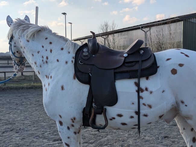 **TOP** Westernsattel Diamond C 16 Zoll Quarterhorsebaum Fork 02, Diamond C , Line, Siodło westernowe , Hamburg