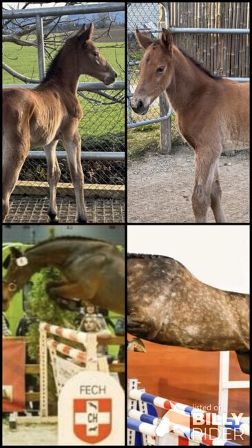 TOP Springfohlen, Beatrice Matos, Pferd kaufen, Illhart, Abbildung 5