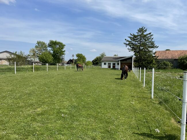 Top-Stall für bis zu 5 Pferde / 8 Ponys im Weinviertel, Claudia, Pferdeimmobilien, Kleinharras, Abbildung 3