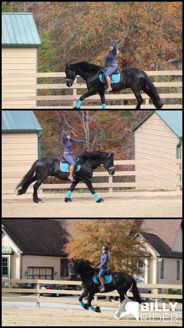 Top talent RIDE&Drive black Friesian gelding, Scott, Horses For Sale, Melbourne, Image 4