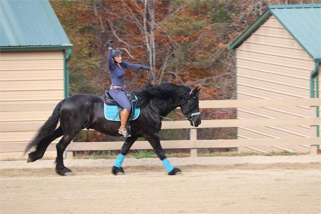 Top talent RIDE&Drive black Friesian gelding, Scott, Konie na sprzedaż, Melbourne, Image 2