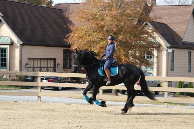 Top talent RIDE&Drive black Friesian gelding, Scott, Konie na sprzedaż, Melbourne, Image 3