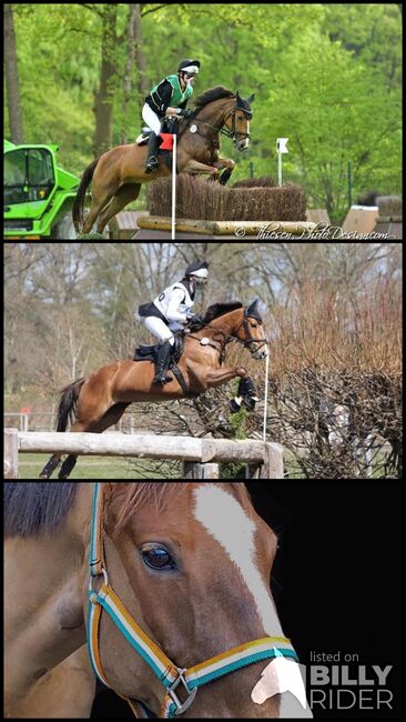 TOP Turnier Pony |Vielseitigkeit|Springen|Dressur, TULLIBARDS JUST THE MUSIC - JOSIE, Horses For Sale, Hamburg , Image 4
