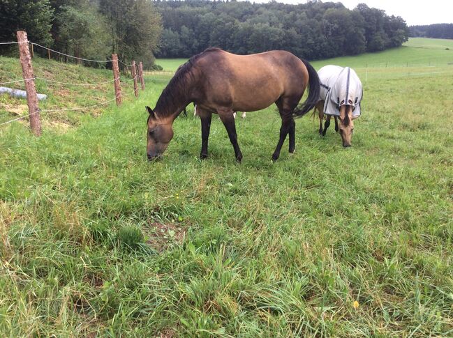 Familienpferde top ausgebildet, Stecken Bach, Horses For Sale, Handenberg, Image 6