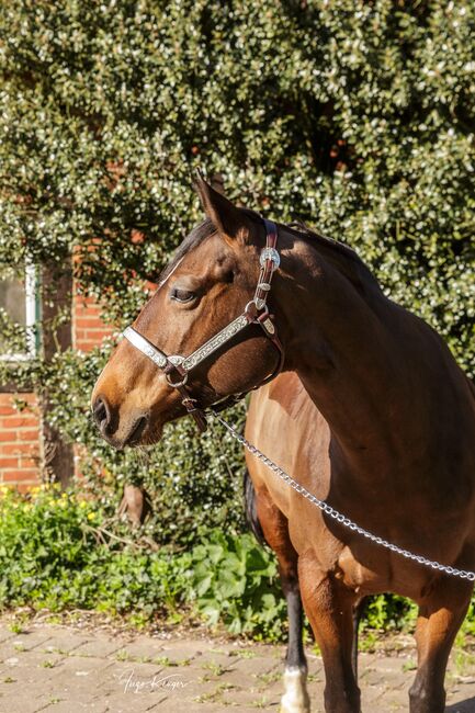 Top ausgebildete Quarter Horse Stute, Kerstin Rehbehn (Pferdemarketing Ost), Horses For Sale, Nienburg, Image 4