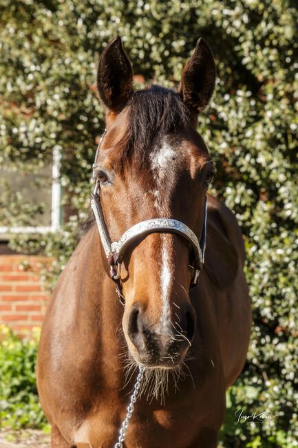 Top ausgebildete Quarter Horse Stute, Kerstin Rehbehn (Pferdemarketing Ost), Horses For Sale, Nienburg, Image 5
