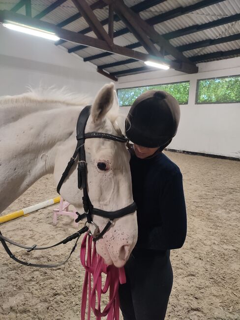 Top Freizeit Begleiter, Daniel , Horses For Sale, Bitburg, Image 2