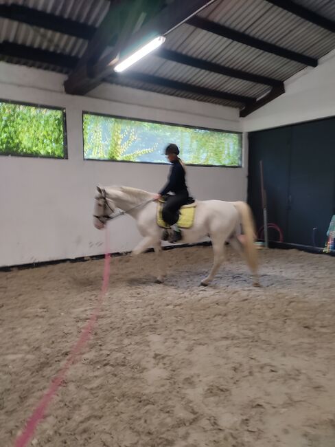 Top Freizeit Begleiter, Daniel , Horses For Sale, Bitburg, Image 4