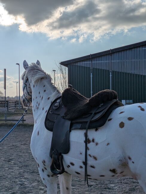 **TOP** Westernsattel Diamond C 16 Zoll Quarterhorsebaum Fork 02, Diamond C , Line Backsen, Western Saddle, Hamburg, Image 3