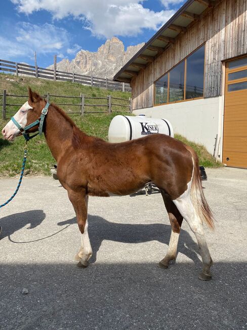 TOP Reining Nachwuchs Stute, Josuah  Schröcksnadel, Horses For Sale, Innsbruck 