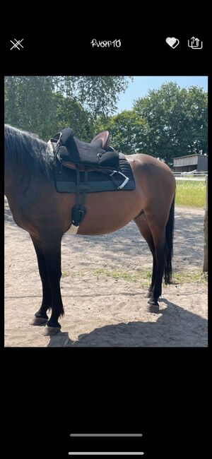 Top Sattel: Signum Omega Vaquero, 17,5 Zoll – neuwertiger Zustand!, Signum Omega Vaquero, Nina, Other Saddle, Berlin