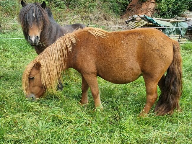 Top Zuchtstute Original Shetland, Nadine  (Shettyzucht Frechdachs ), Pferd kaufen, Heringen, Abbildung 2