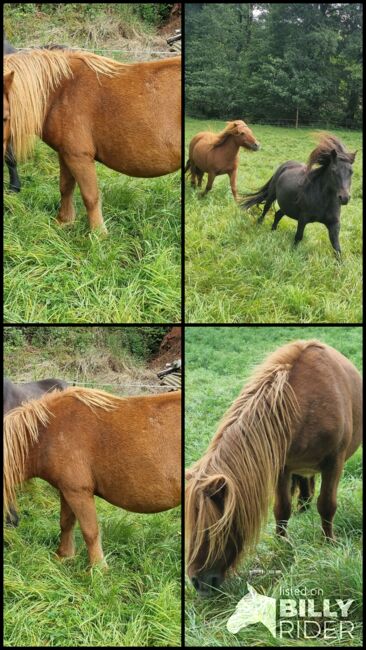 Top Zuchtstute Original Shetland, Nadine  (Shettyzucht Frechdachs ), Pferd kaufen, Heringen, Abbildung 9
