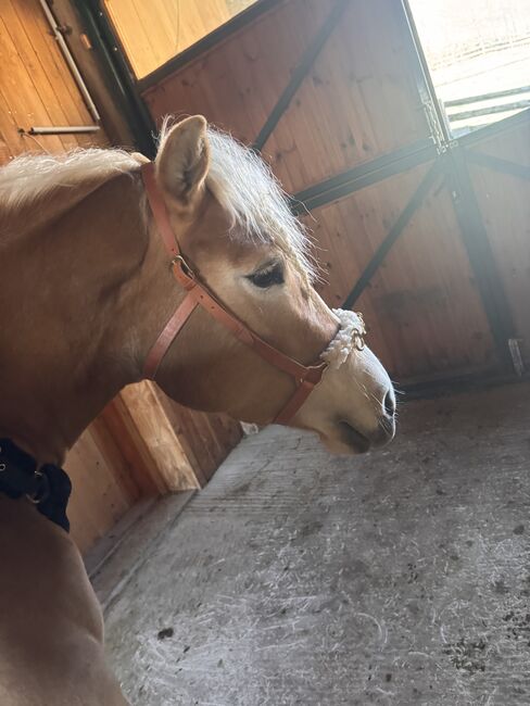Tiroler Haflinger-Stute der Extraklasse (tragend), Larissa Lea, Horses For Sale, St. Pölten, Image 10