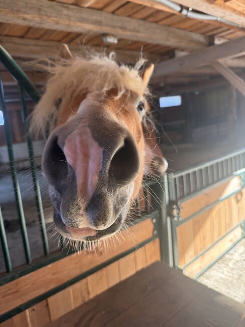 Tiroler Haflinger-Stute der Extraklasse (tragend), Larissa Lea, Horses For Sale, St. Pölten, Image 13