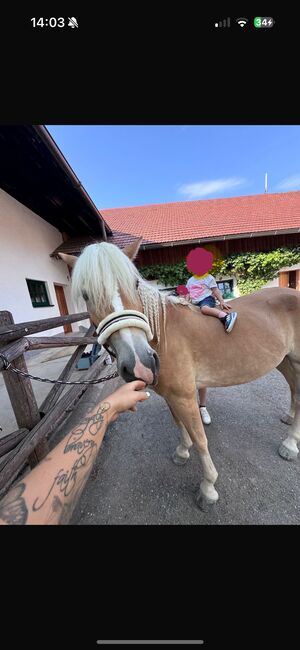Tiroler Haflinger-Stute der Extraklasse (tragend), Larissa Lea, Horses For Sale, St. Pölten, Image 4