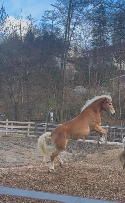 Tiroler Haflinger-Stute der Extraklasse (tragend), Larissa Lea, Horses For Sale, St. Pölten, Image 14