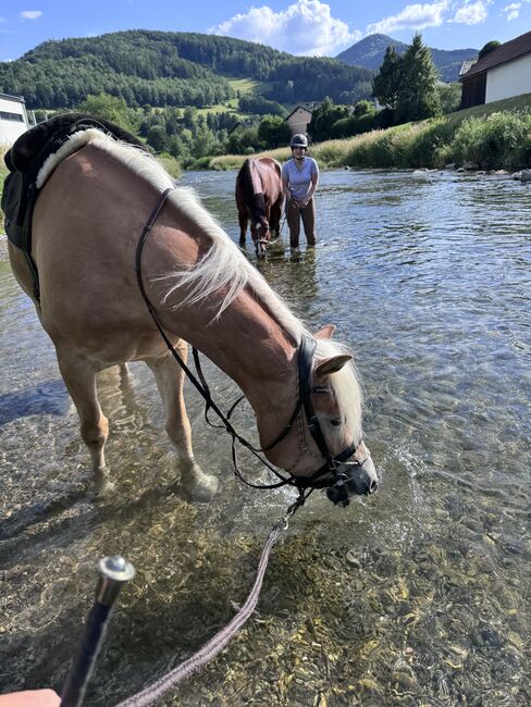 Tiroler Haflinger-Stute der Extraklasse (tragend), Larissa Lea, Horses For Sale, St. Pölten, Image 19