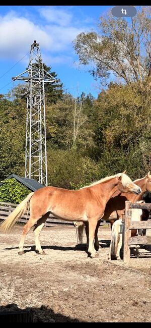 Tiroler Haflinger-Stute der Extraklasse (tragend), Larissa Lea, Horses For Sale, St. Pölten, Image 17