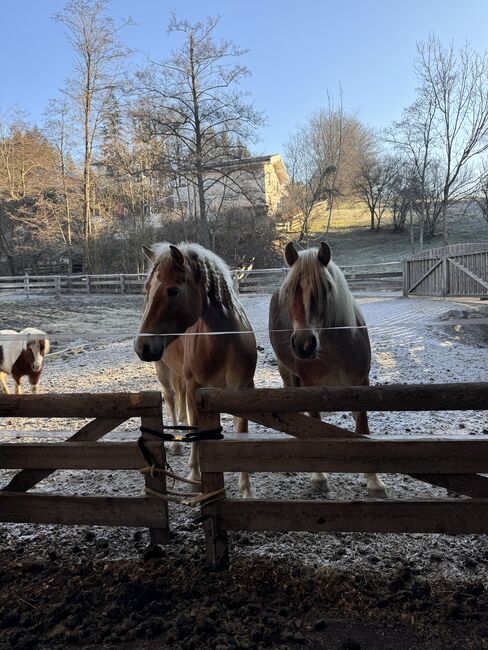 Tiroler Haflinger-Stute der Extraklasse (tragend), Larissa Lea, Horses For Sale, St. Pölten, Image 12