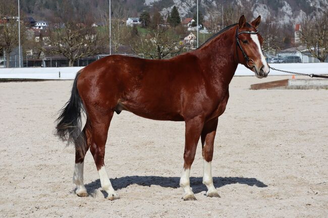 Top Freibergerwallach, 4. Platz am Feldtest, Marianne, Horses For Sale, Solothurn , Image 3