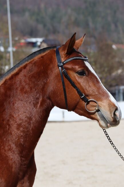 Top Freibergerwallach, 4. Platz am Feldtest, Marianne, Horses For Sale, Solothurn , Image 2
