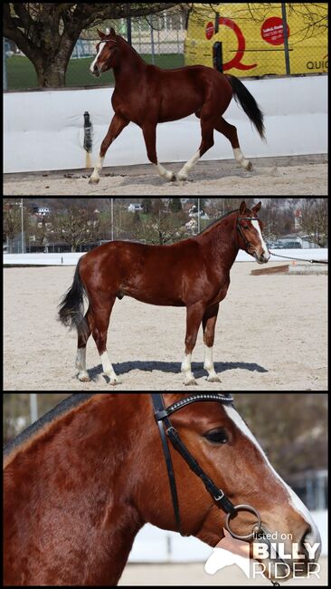 Top Freibergerwallach, 4. Platz am Feldtest, Marianne, Horses For Sale, Solothurn , Image 4