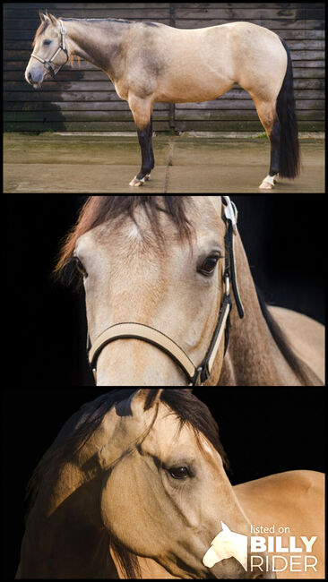 top Reining Prospekt, Kerstin Rehbehn (Pferdemarketing Ost), Horses For Sale, Nienburg, Image 4