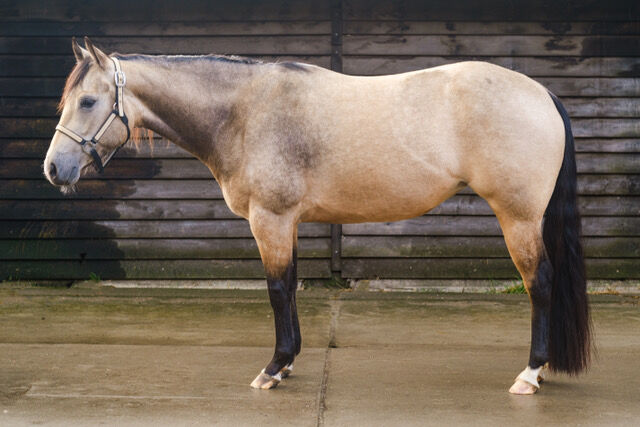 top Reining Prospekt, Kerstin Rehbehn (Pferdemarketing Ost), Horses For Sale, Nienburg