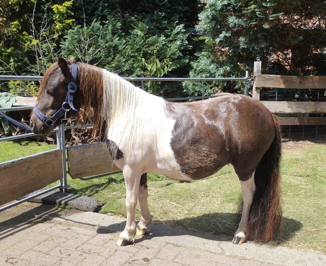 Top schicke Minishettystute m. Papieren, Andrea Otte , Horses For Sale, Hohne, Image 2