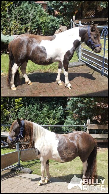 Top schicke Minishettystute m. Papieren, Andrea Otte , Horses For Sale, Hohne, Image 3